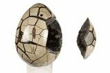 7.5" Septarian "Dragon Egg" Geode - Removable Section - #199998-3